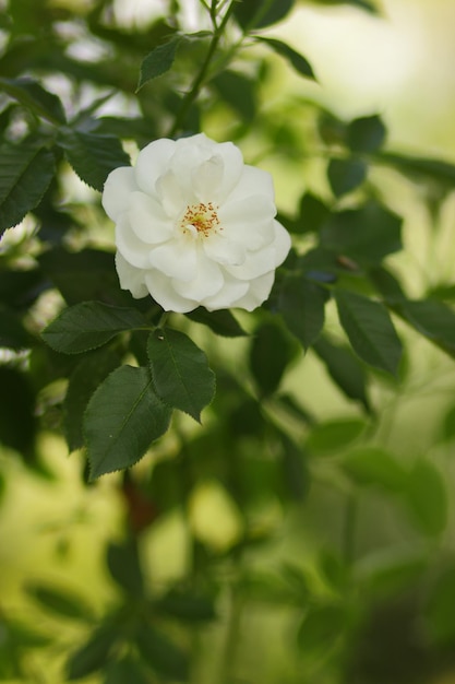 Ramos do arbusto de jasmim em flor com flores brancas e folhas verdes. Ramo de close-up com flores de jasmim no jardim