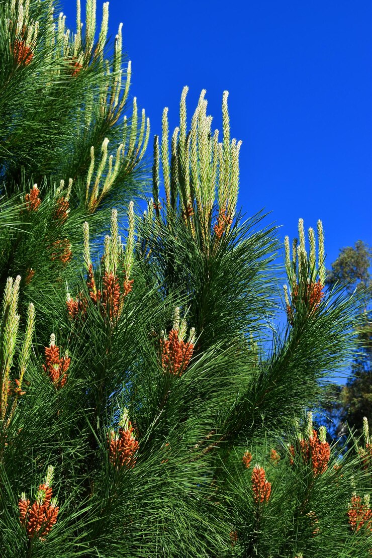 Foto ramos e folhas jovens de pinheiro manso pinus pinea