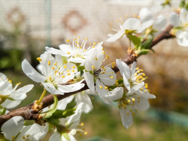 Ramos em flor de maçãs em close-up flores brancas de maçanhas e peras em flor na primavera