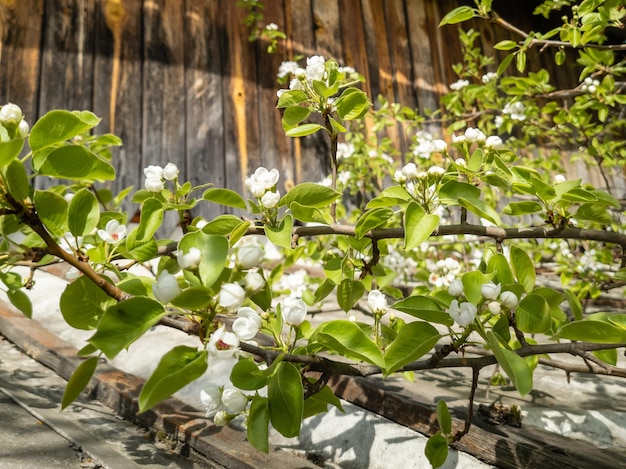 Foto ramos em flor de maçãs em close-up flores brancas de maçanhas e peras em flor na primavera