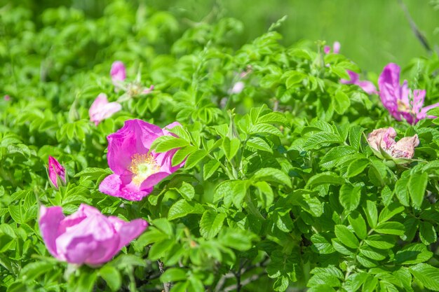 Ramos em flor de rosa silvestre linda flor de rosa silvestre