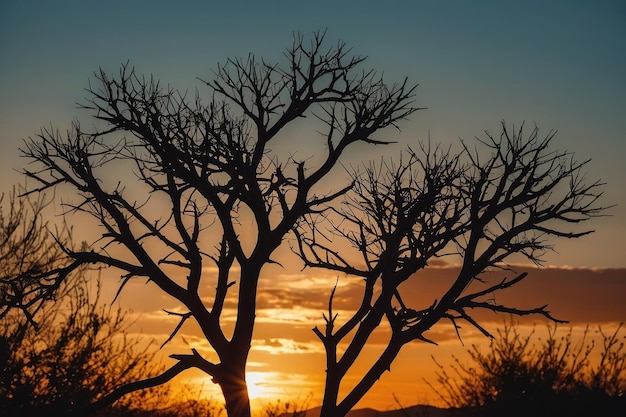 Ramos em silhueta contra um céu ao pôr-do-sol