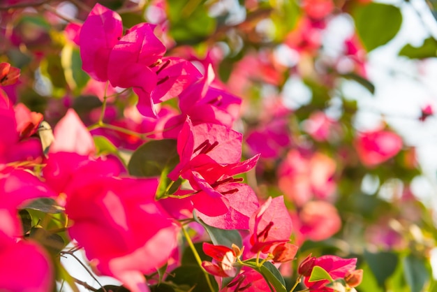 Ramos florais florescendo com lindas flores cor de rosa de buganvílias no jardim tropical