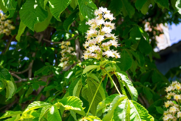 Ramos florescendo de castanheiro (Aesculus hippocastanum)