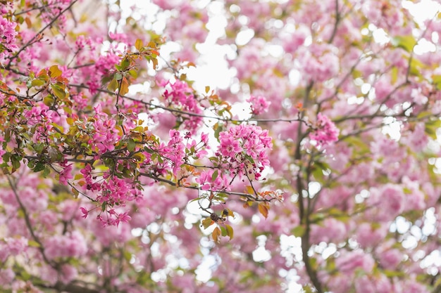 Ramos florescendo Malus floribunda ou maçã de caranguejo florida japonesa e céu Fundo de primavera