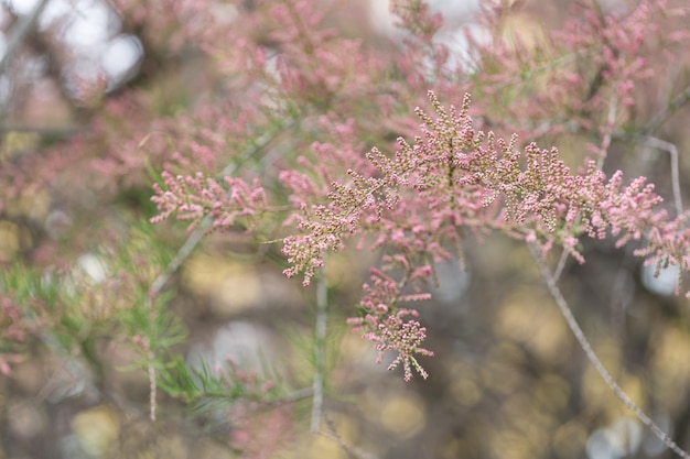 Ramos florescentes do arbusto de tamarix no parque verde Fundo de primavera com plantas com flores rosa Closeup foco seletivo suave