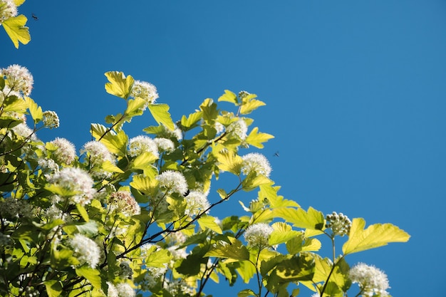 Ramos floridos com flores brancas contra o céu azul