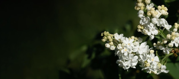 Ramos floridos de lilás branco de primavera em fundo desfocado de folhagem verde-escura Banner Copy space