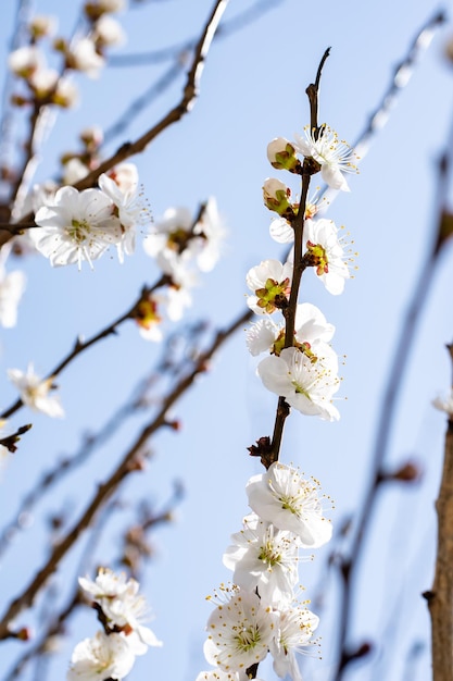 ramos floridos de uma árvore frutífera contra o céu colheita de frutas polinização de flores