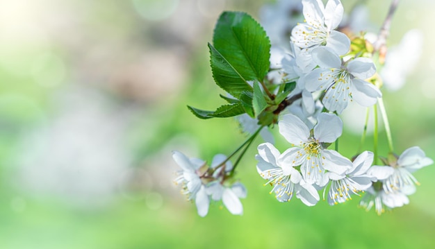 Ramos floridos de uma árvore frutífera em um fundo natural