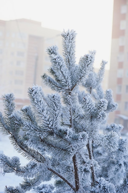 Ramos fofos de árvore cobertos de neve e geada em um dia frio