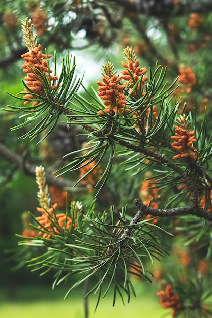 Ramos jovens de um pinheiro com pinhas vermelhas fechadas Abeto verde no verão Foco seletivo Bonito bokeh da natureza na floresta