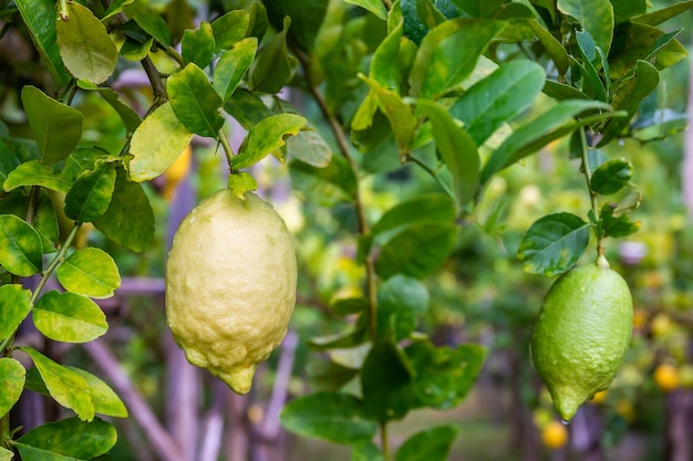 Foto ramos de limones verdes frescos maduros en el jardín copia el fondo del espacio