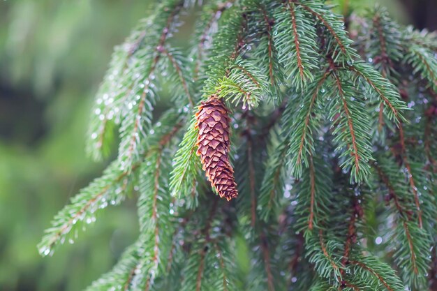 Ramos molhados da árvore spruce após a chuva Fundo da natureza