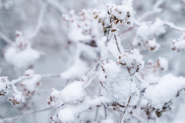 Foto ramos secos de flores na neve e geadas