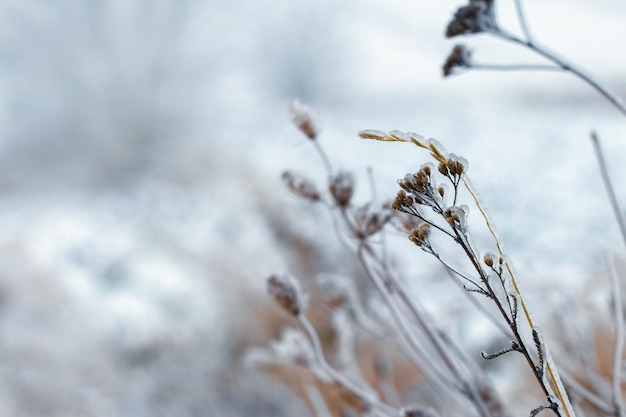 Ramos secos de plantas cobertos de gelo em mau tempo no inverno Congelamento no inverno durante o degelo e geada