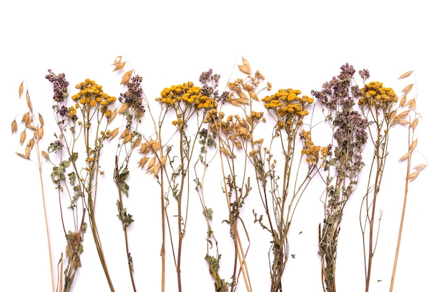 Ramos secos planos de tansy e urze em um fundo branco