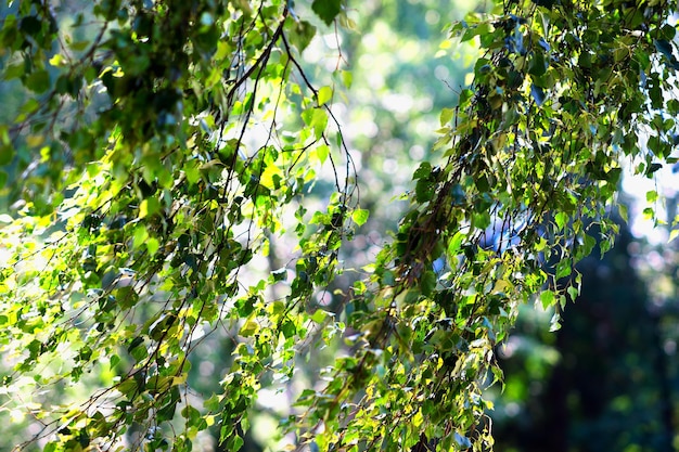 Ramos T sob o vento bokeh de fundo hd