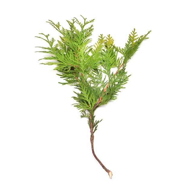 Ramos thuja isolados em fundo branco Árvores coníferas Cartão de Natal de inverno Vista superior plana