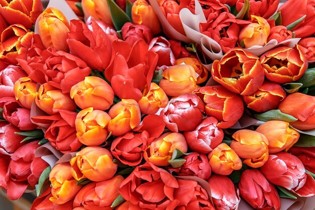 Ramos de tulipanes rojos y amarillos regalos para mujer. Fondo de tulipanes