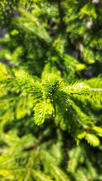 Ramos verdes de abeto. Árvore na floresta, natureza natural, árvore de natal, feriado