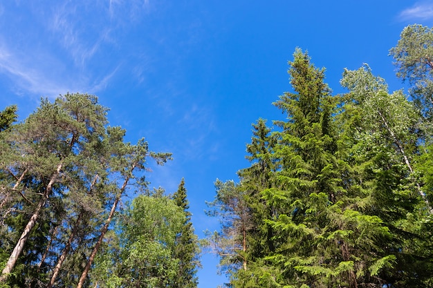 Ramos verdes de árvores coníferas contra o céu azul. Dia ensolarado.