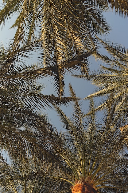 Ramos verdes de palmeiras tropicais contra um céu azul
