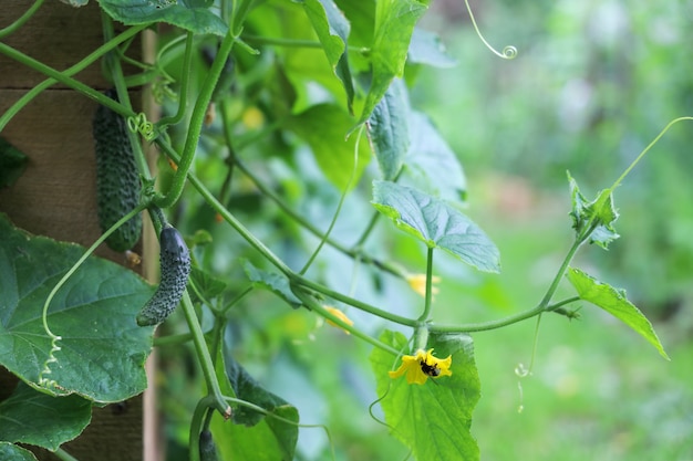 Ramos verdes de pepino com vegetais novos e flores amarelas