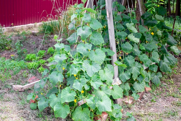 Ramos verdes de pepinos em crescimento se enrolam ao longo de cordas em uma treliça Cultivando pepinos no jardim