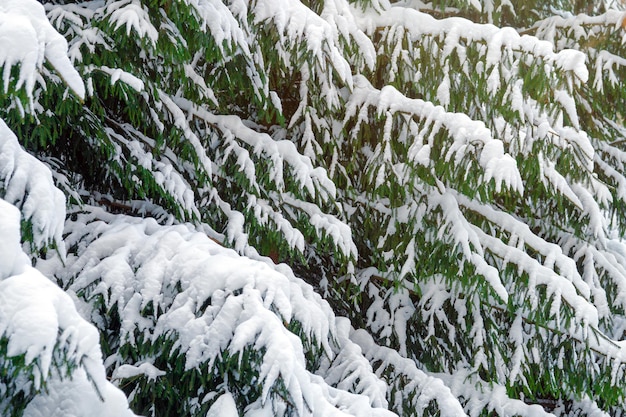 Ramos verdes de uma árvore de abeto profundamente coberta de neve após uma tempestade de neve no inverno