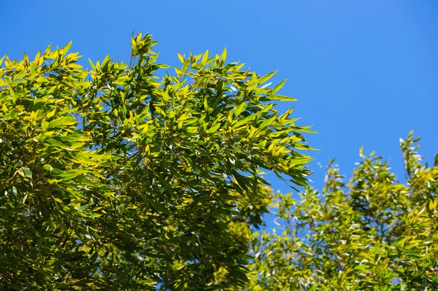 Ramos verdes e folhas de bambu em um fundo de céu azul