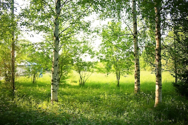 ramos verdes folhas fundo / vista abstrata floresta sazonal de verão, folhagem verde, conceito ecológico