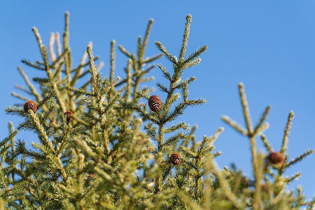 Ramos verdes naturais com cones da árvore de Natal na floresta de pinheiros. Belos ramos de pinheiro prontos para enfeites festivos de feliz ano novo, feriado de Natal