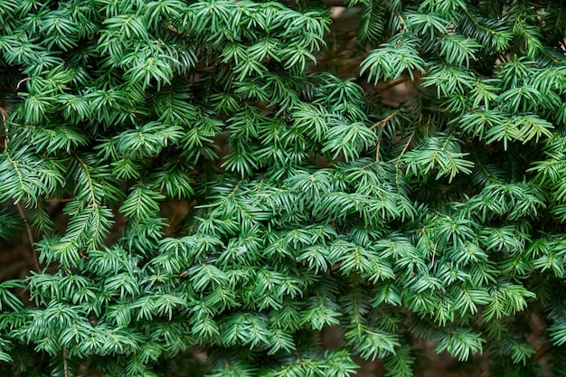 Ramos verdes suculentos de teixo comum como closeup de fundo floral