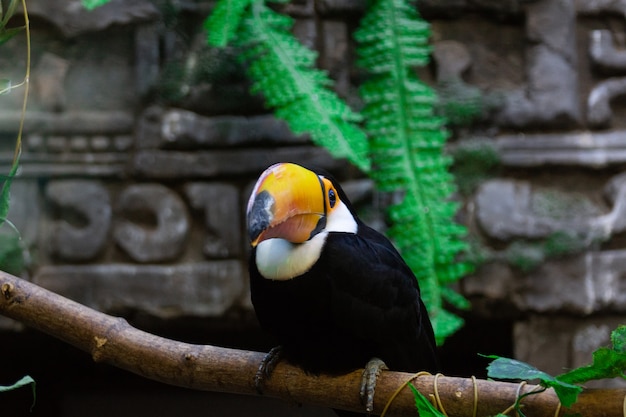 Ramphastos toco im Zoo