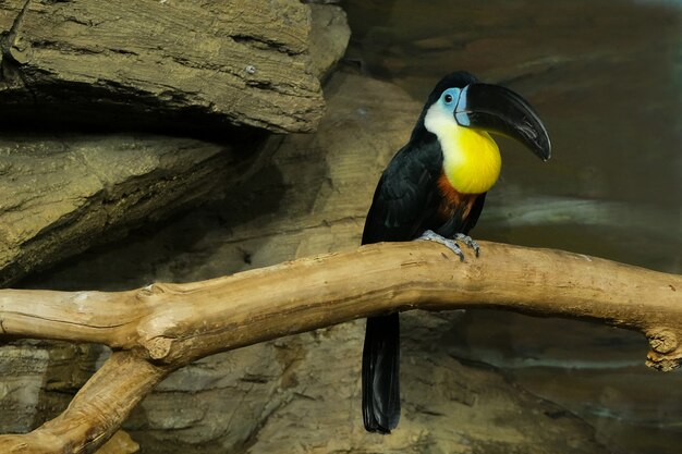 Ramphastos vitellinus. Um tucano com bico preto senta-se em um galho. Tucano-de-bico-amarelo.