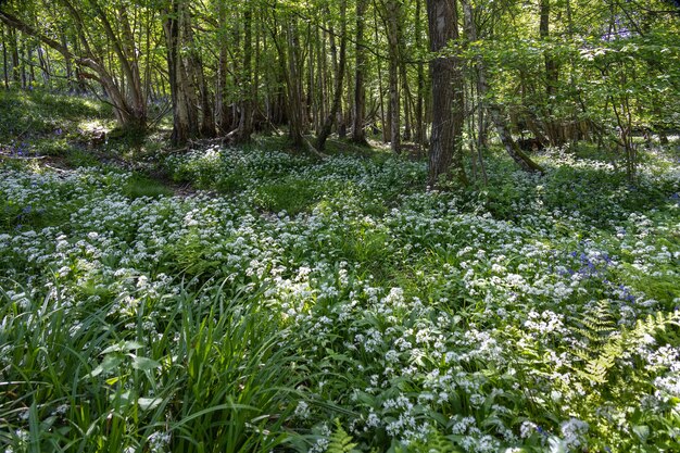 Ramsons o ajo silvestre (Allium ursinum) que florece en primavera cerca de East Grinstead