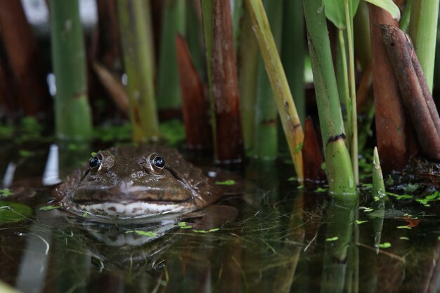 Rana en el agua