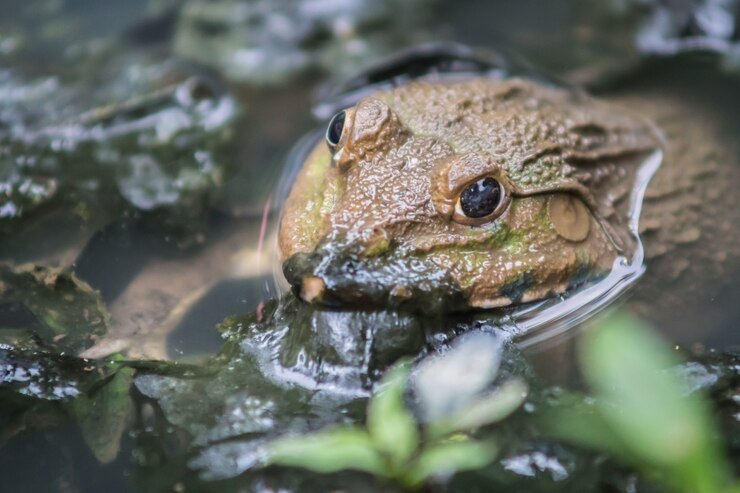 Foto una rana en el agua