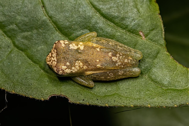 Rana de árbol amarilla