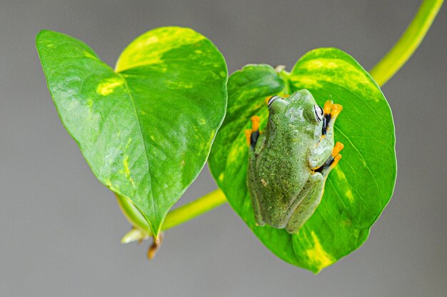 rana de árbol en una hoja rana de árbol rana rana voladora