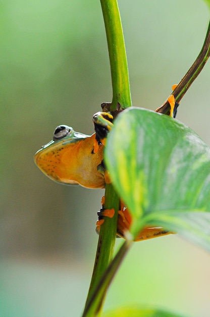 Foto rana de árbol en una hoja rana de árbol rana rana voladora