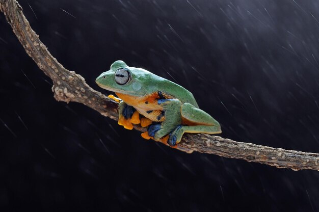 rana de árbol en una hoja rana de árbol rana rana voladora