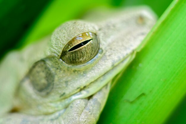 Foto rana de árbol india común descansando en la hoja verde fotografía macro cerca de la rana de árbol en el estado de descanso durante el día y los ojos están ligeramente abiertos