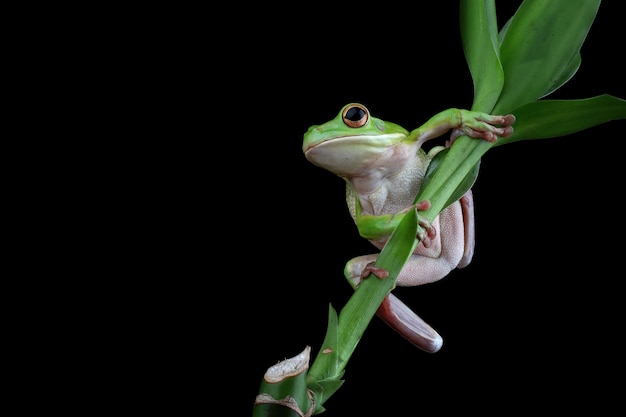 Rana de árbol de labios blancos aislada sobre fondo negro