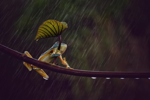 Foto rana de árbol en la lluvia