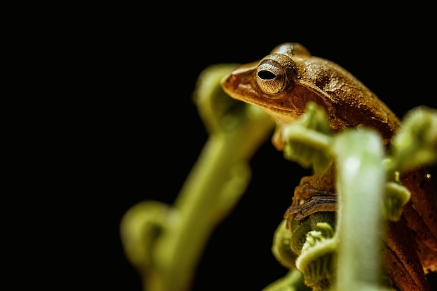 Rana de árbol tropical. Fotografía macro