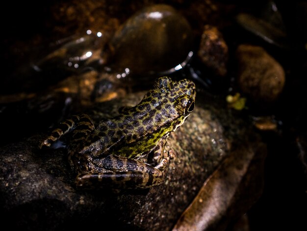 Rana arbórea común o rana arbórea de oro en roca cerca del agua de la cala de la corriente de la montaña que fluye en un bosque.