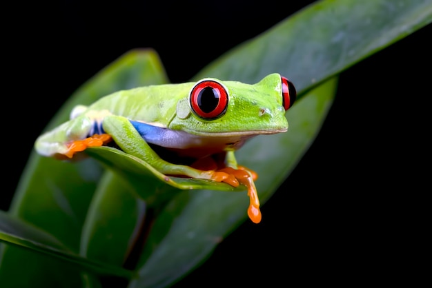 Rana arbórea de ojos rojos colgando de una hoja