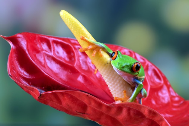 Rana arbórea de ojos rojos posada en una flor